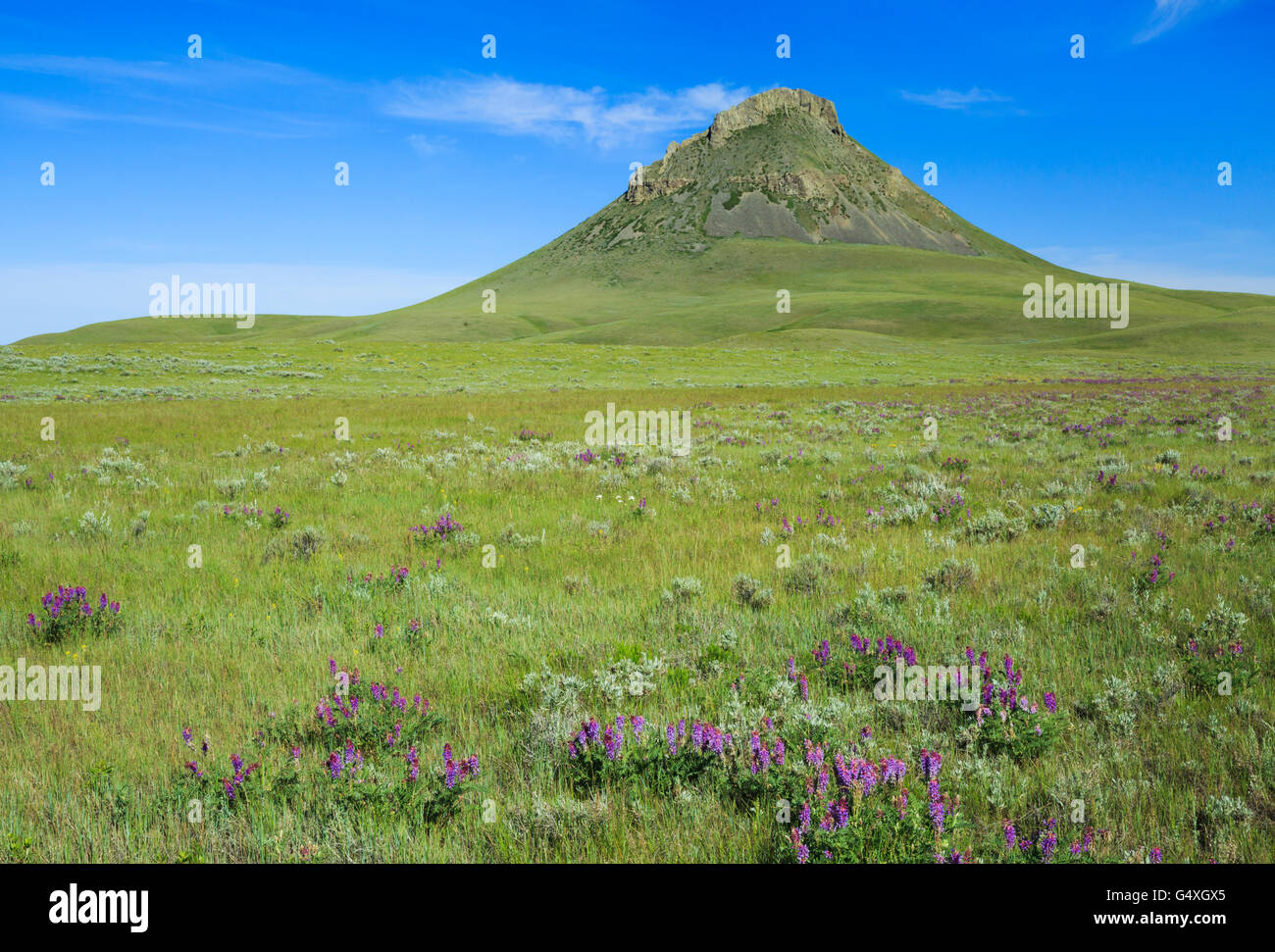 wildflowers on the prairie below haystack butte in the sweet grass hills near whitlash, montana Stock Photo