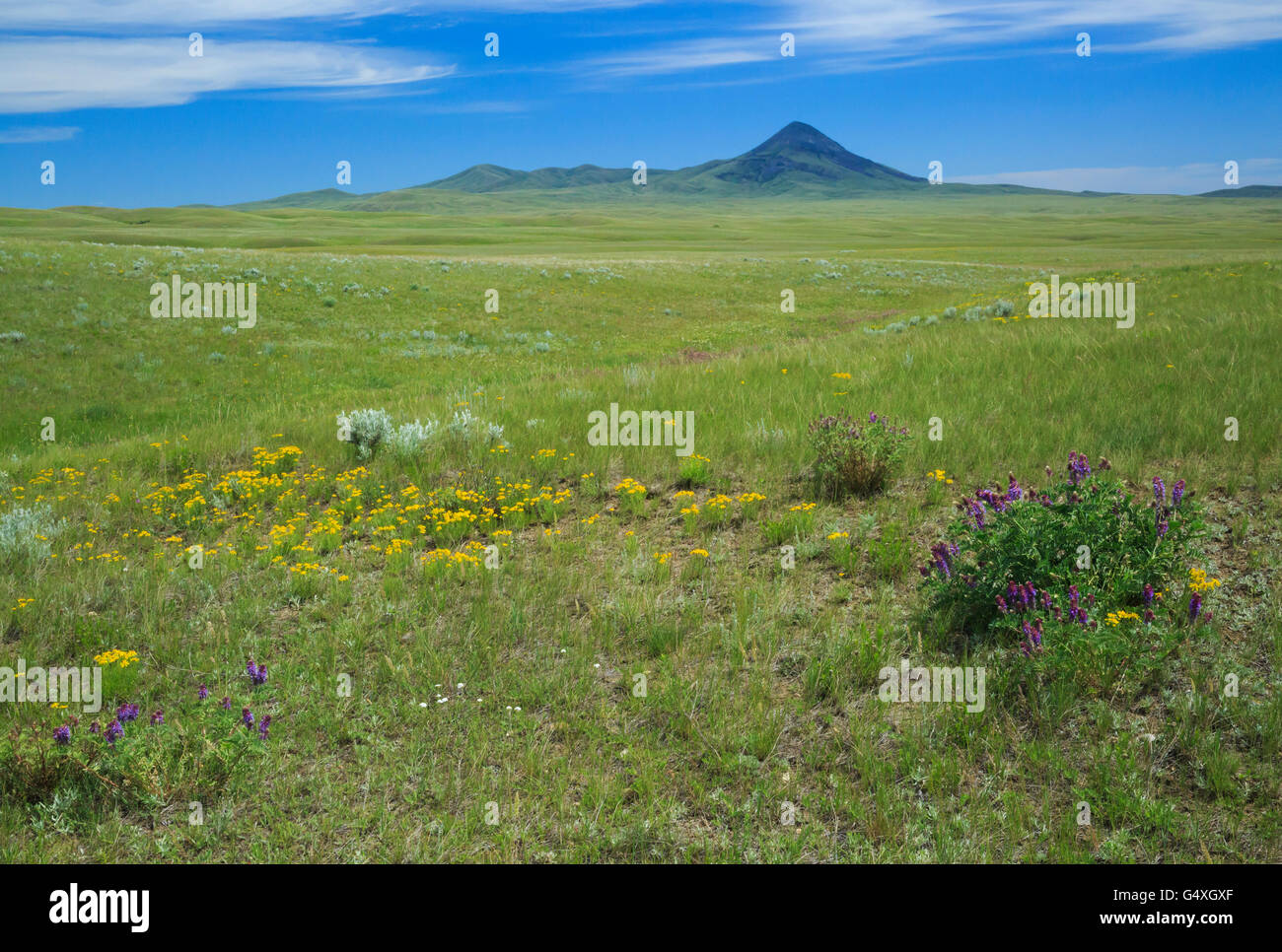 wildflowers on the prairie below gold butte in the sweet grass hills near whitlash, montana Stock Photo