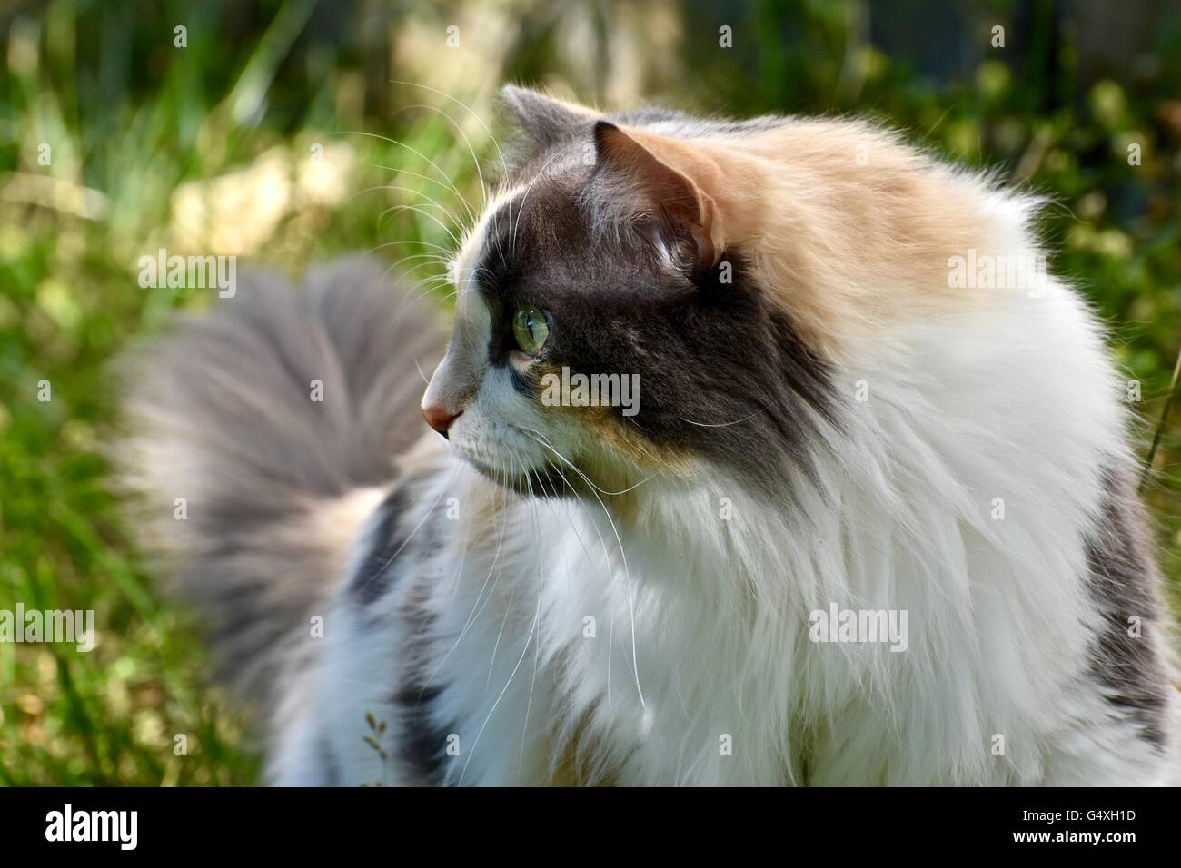 A Gorgeous Long Haired Calico Cat Playing Outdoors On A Warm