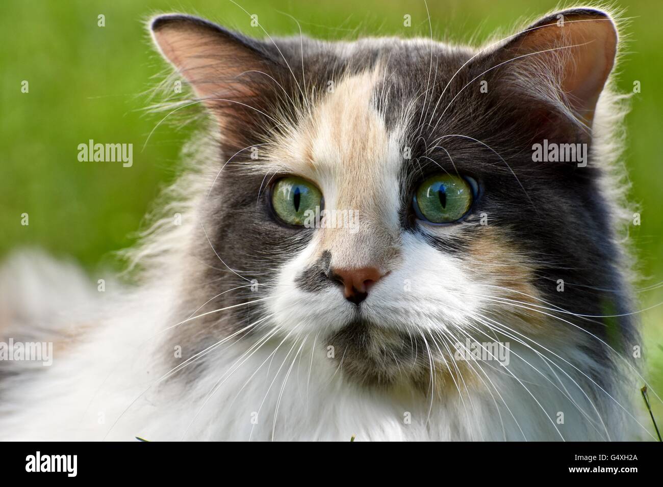 A Gorgeous Long Haired Calico Cat Playing Outdoors On A Warm