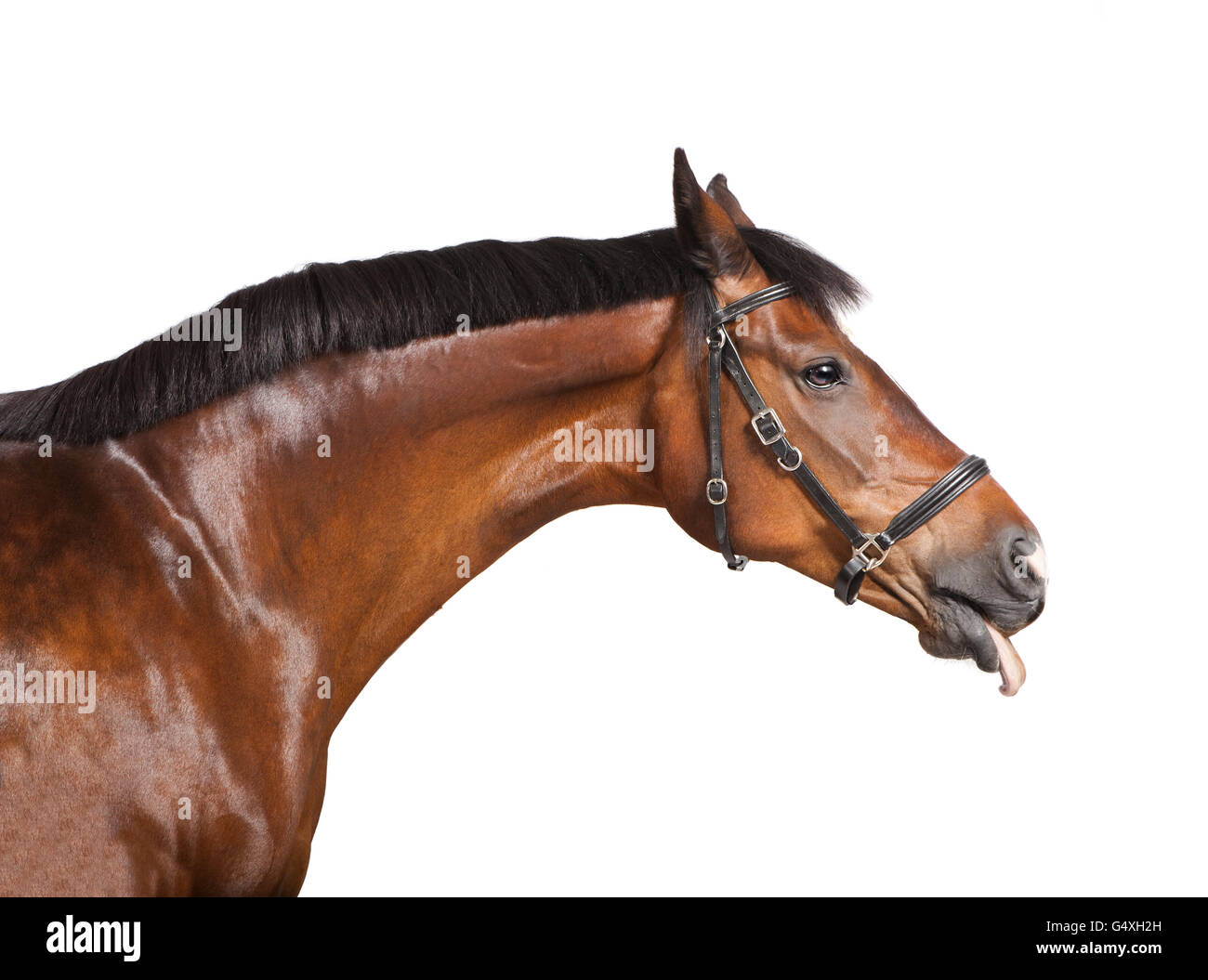 a brown horse in front of a white background sticks his tongue out of