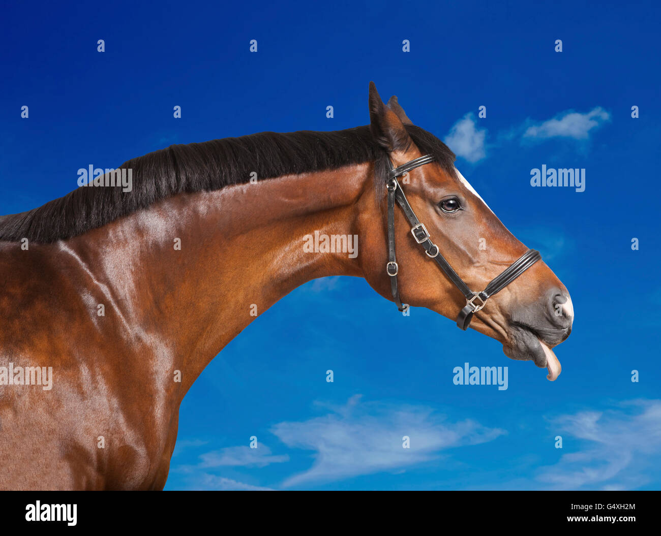 a brown horse sticks his tongue out of the mouth Stock Photo