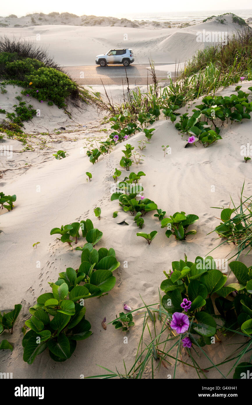 South padre island texas shop hi-res stock photography and images