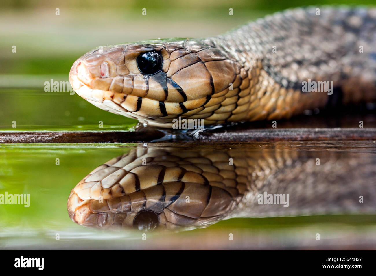Texas indigo snake (Drymarchon melanurus erebennus) [Controlled Specimen] - Camp Lula Sams, Brownsville, Texas, USA Stock Photo