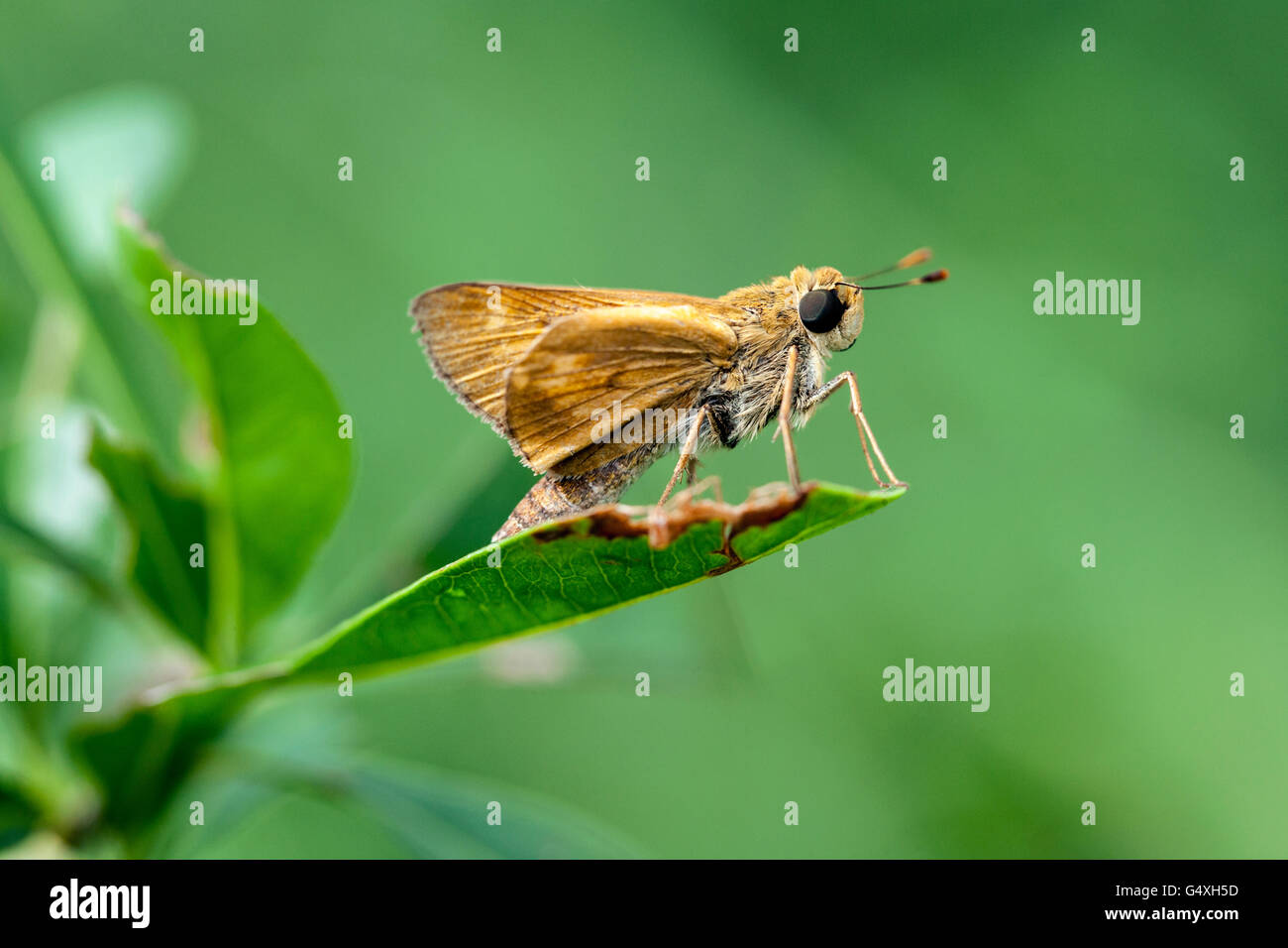 Skipper Butterfly Species - Camp Lula Sams, Brownsville, Texas, USA Stock Photo