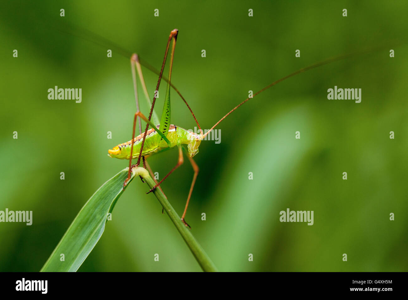 Green Bush Katydid Species - Camp Lula Sams - Brownsville, Texas USA Stock Photo