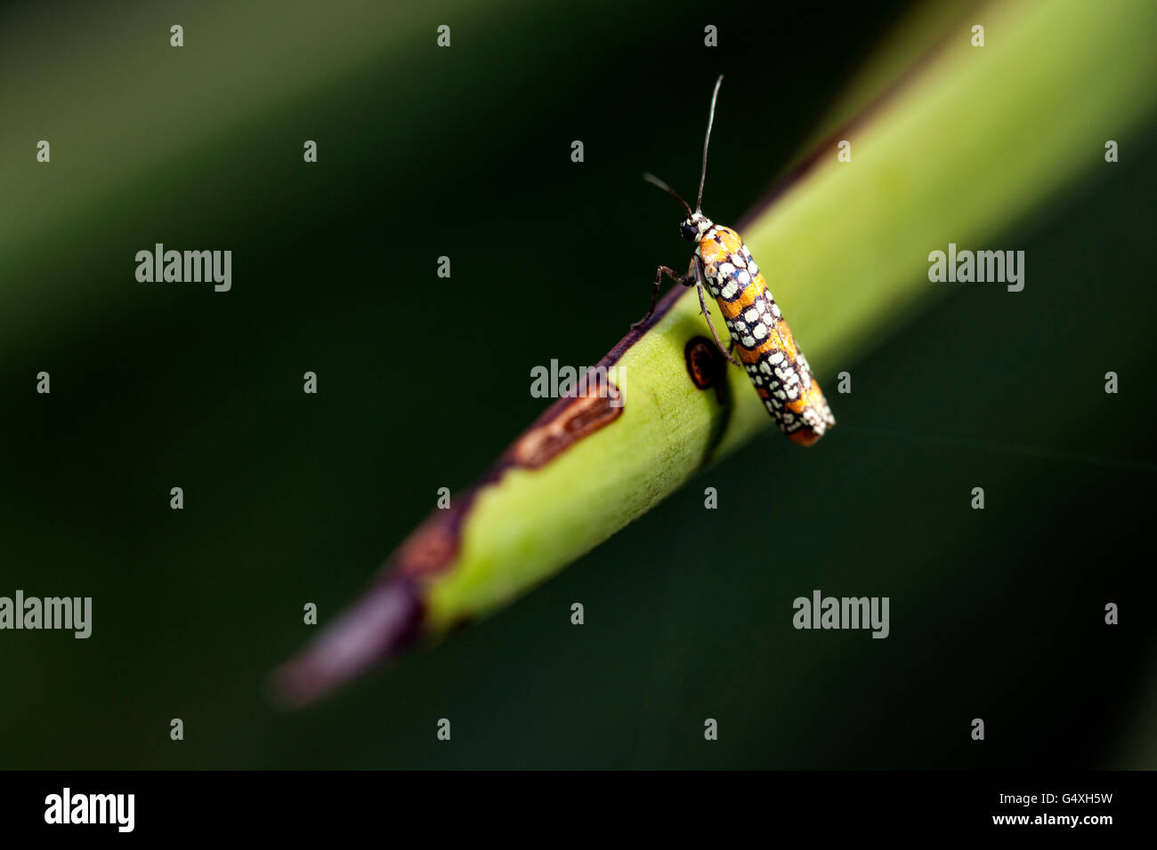 Ailanthus webworm Moth (Atteva aurea) - Camp Lula Sams, Brownsville, Texas USA Stock Photo