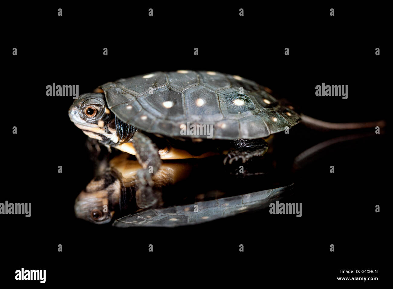 Baby Spotted Turtle (Clemmys guttata) [Captive] - Brownsville, Texas, USA Stock Photo