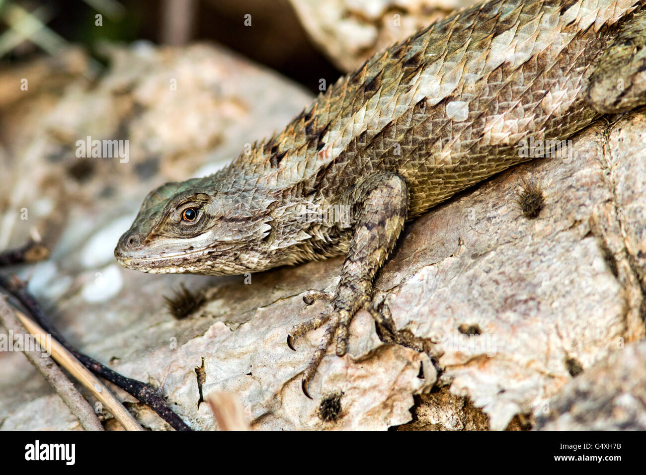 Spiny lizard hi-res stock photography and images - Alamy