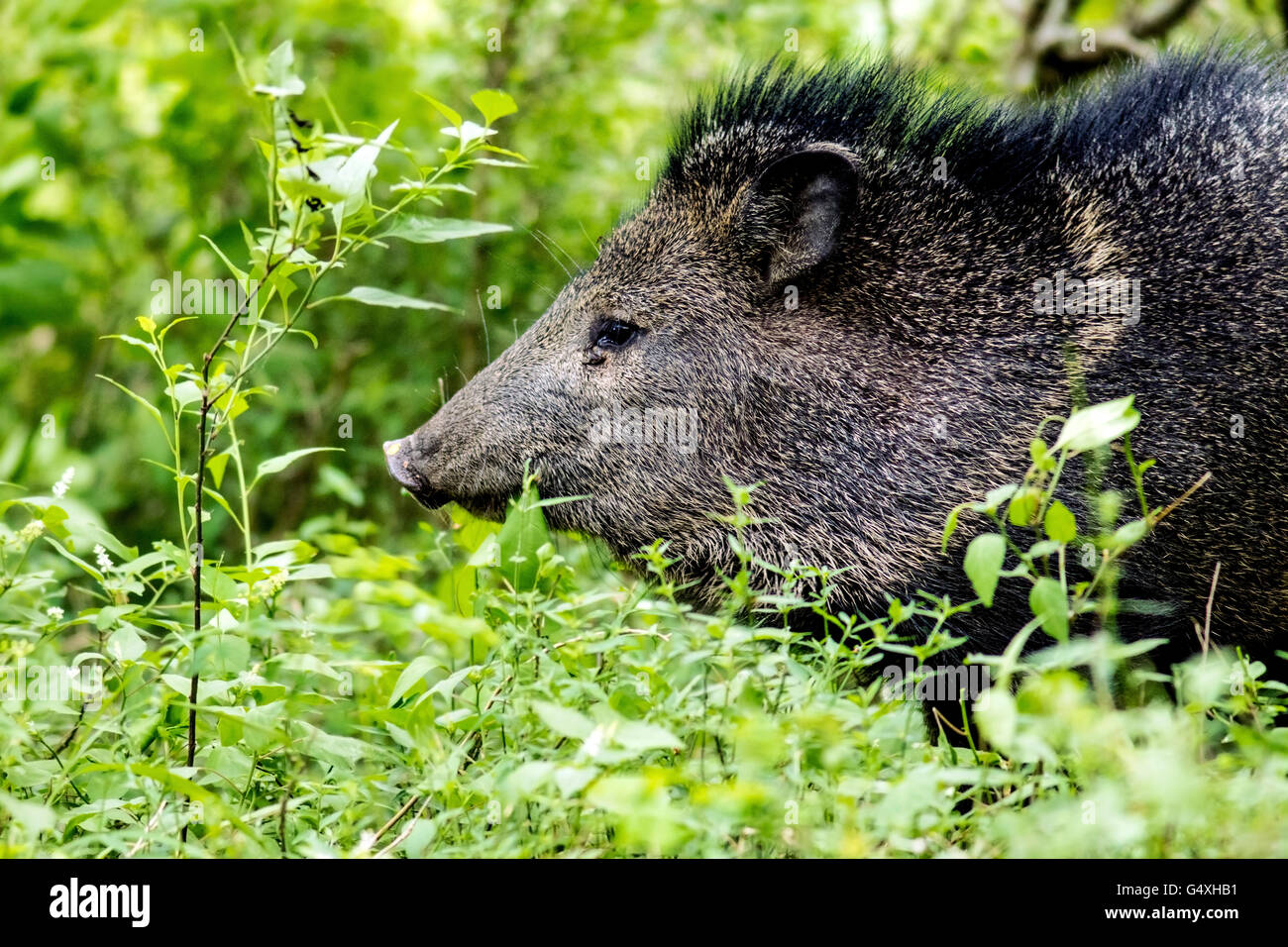 Javelina or Collared Peccary - Camp Lula Sams - Brownsville, Texas USA Stock Photo