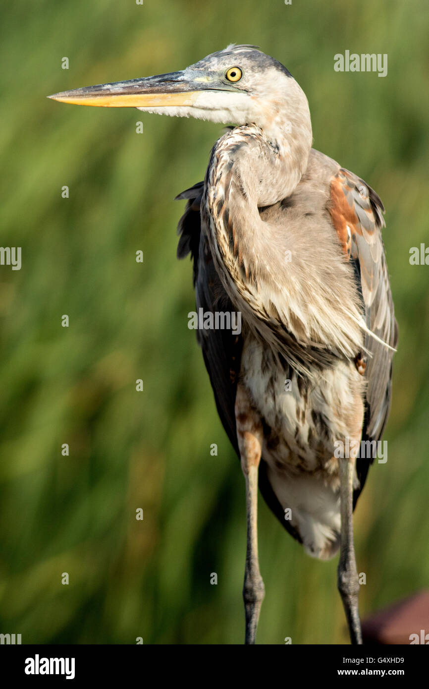 Great Blue Heron World Birding Center South Padre Island, Texas