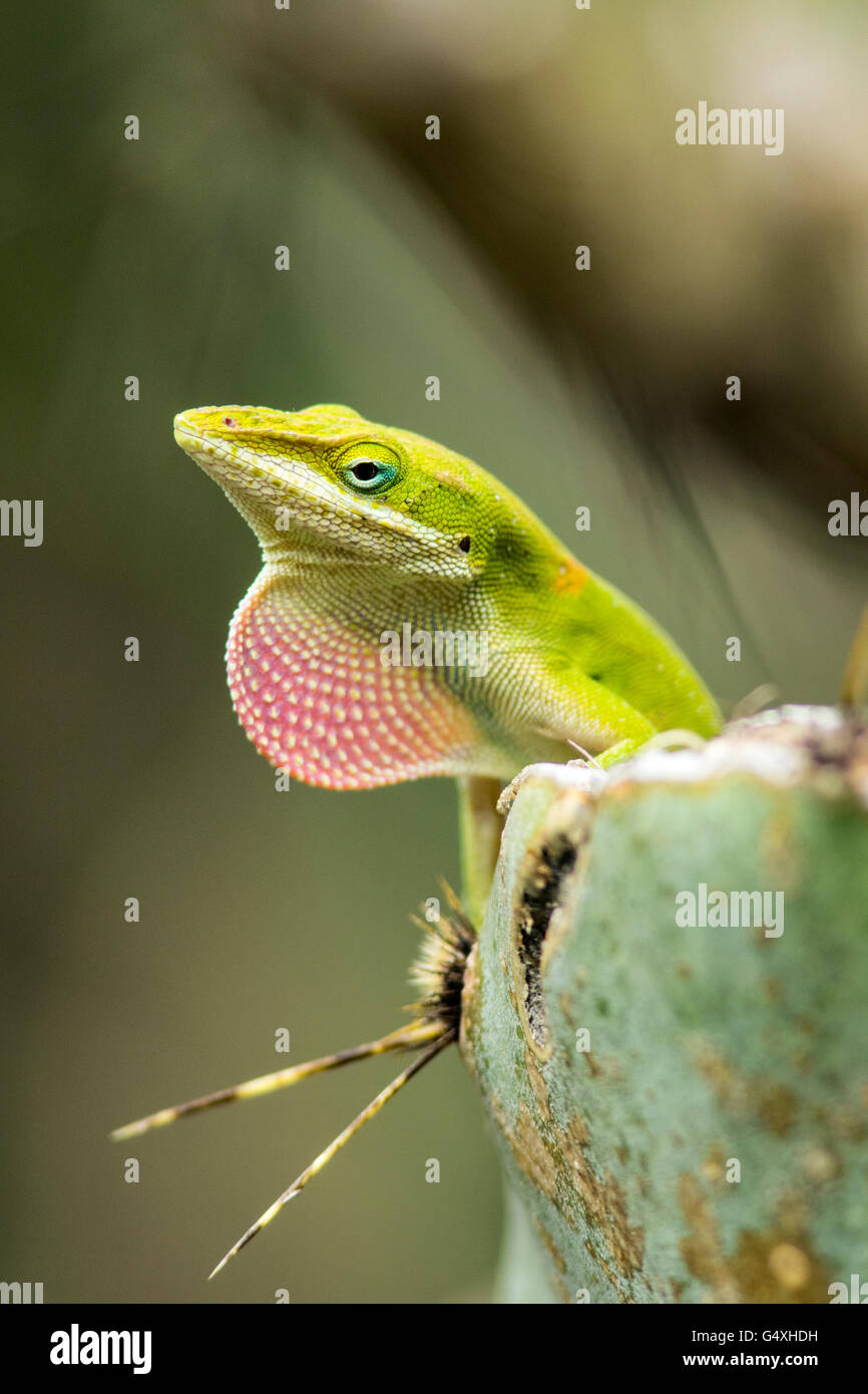 Carolina Anole (Anolis carolinensis) - Camp Lula Sams, Brownsville, Texas, USA Stock Photo