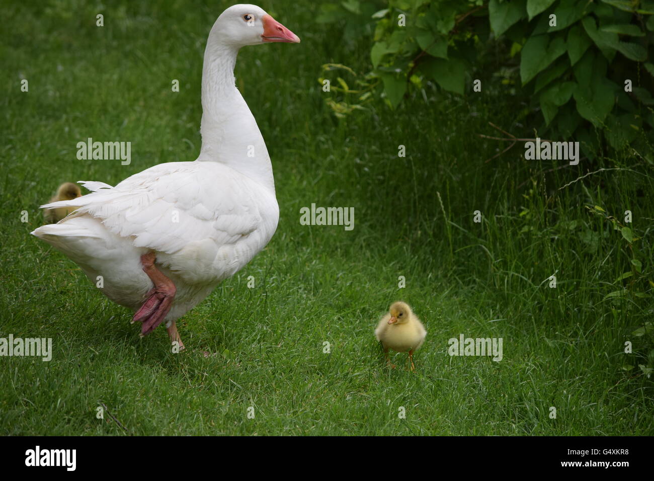 mother goose with baby Stock Photo