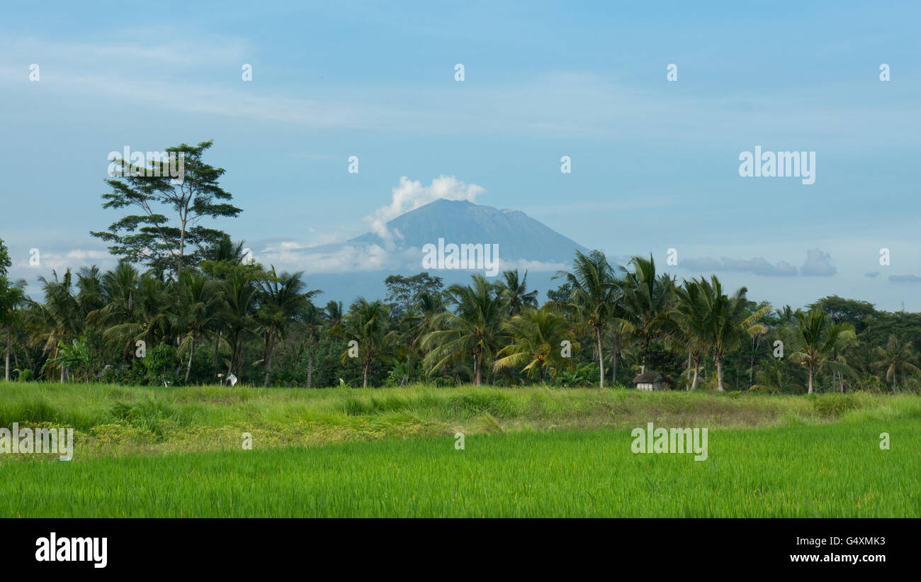 Mount Agung behind Rice Fields in Ubud, Bali Stock Photo