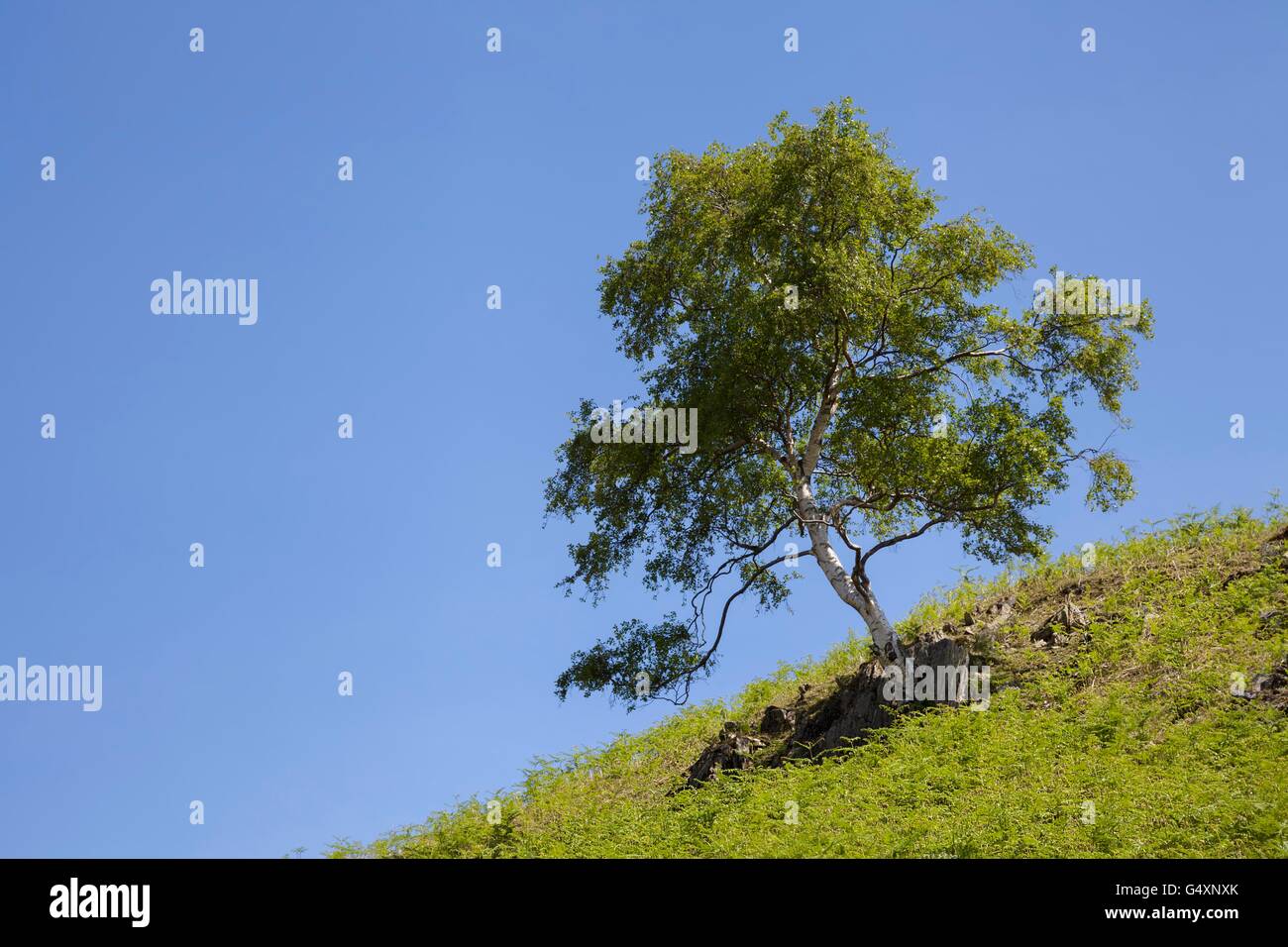 Silver Birch tree background with space for copy Stock Photo