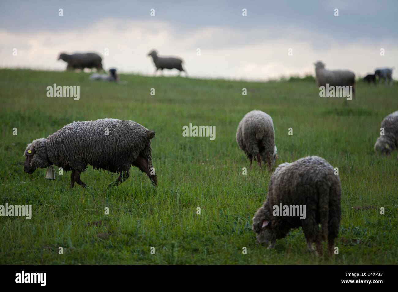Sheep on a hill with dark clouds behind Stock Photo - Alamy