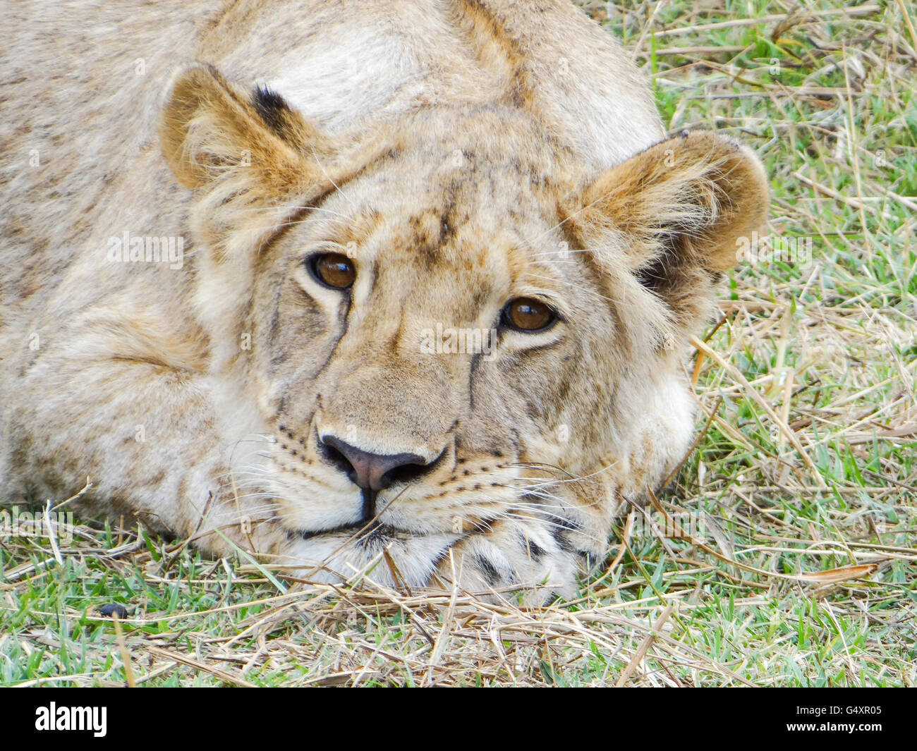 Zimbabwe, Matabeleland North, Hwange, Victoria Falls, On walking safari, close-up of a lioness Stock Photo