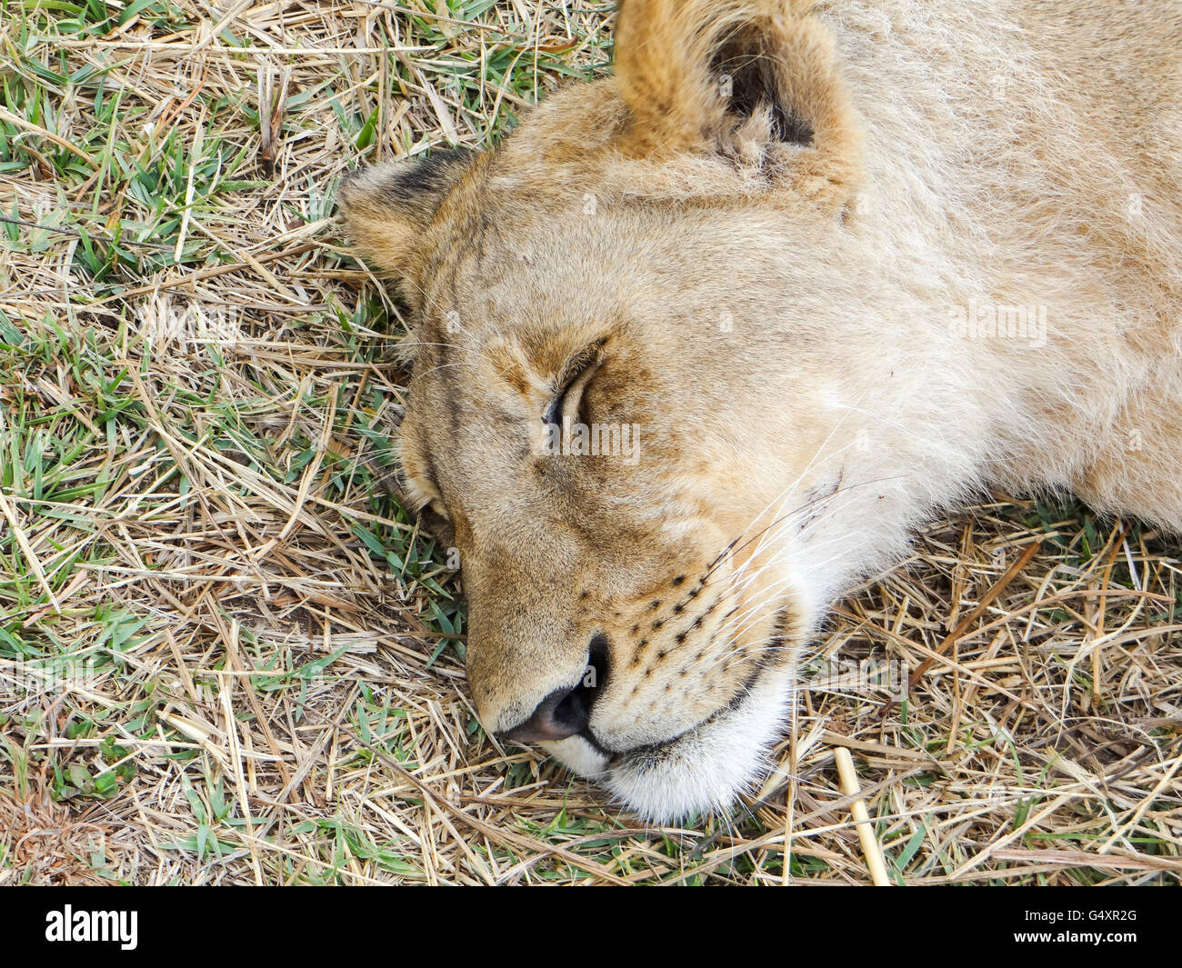Zimbabwe, Matabeleland North, Hwange, Victoria Falls, On walking safari, close-up of a lioness Stock Photo