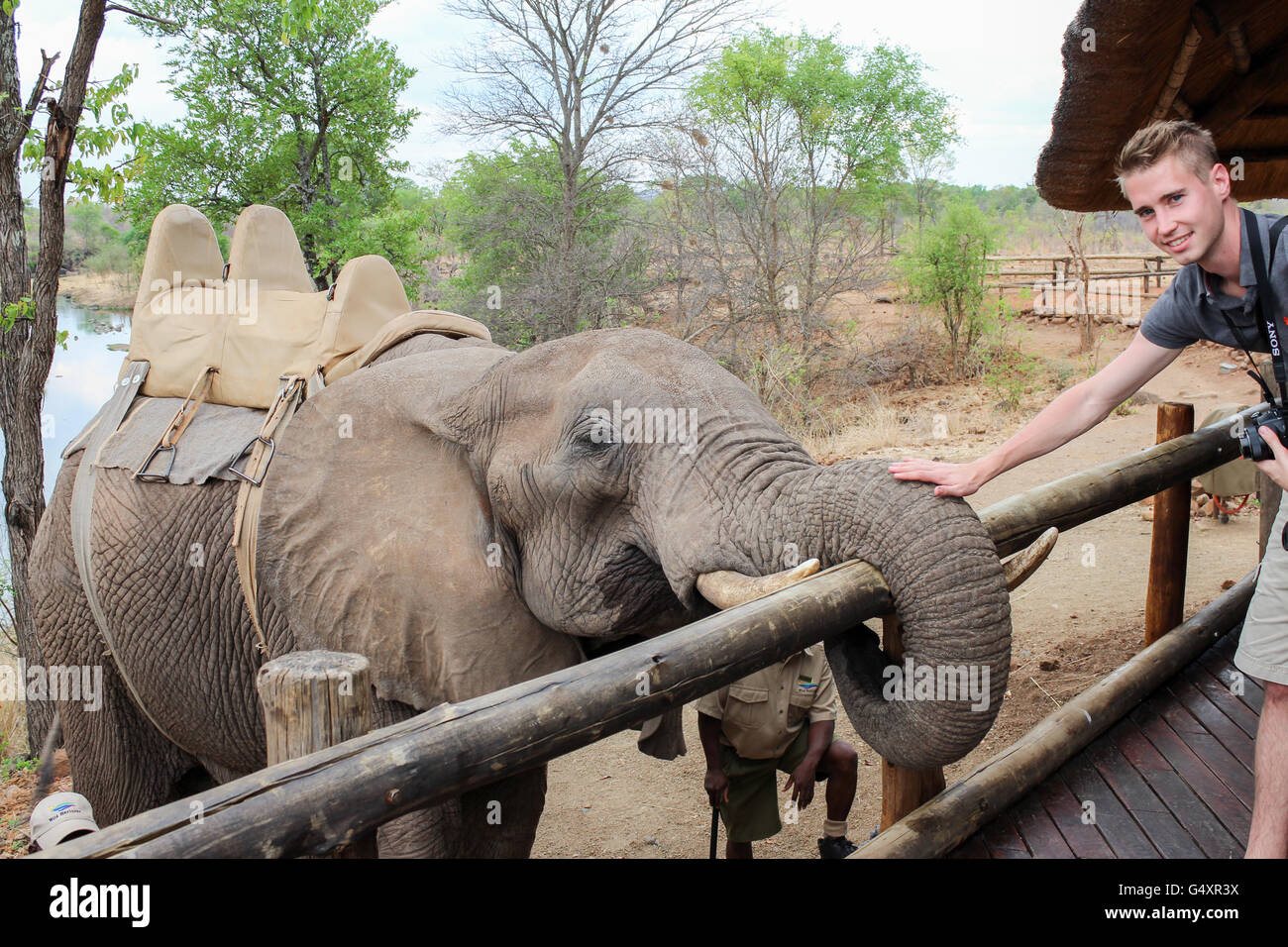 Zimbabwe, Matabeleland North, Hwange, Victoria Falls National Park, Victoria Falls, Elephant Safari, the elephant can be caressed by young tourists Stock Photo
