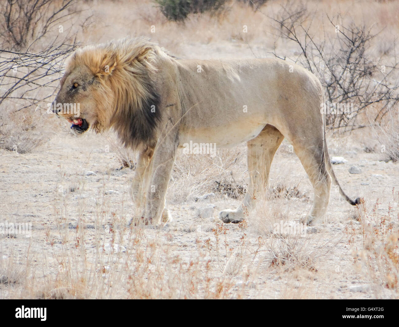 Namibia, Oshikoto, Etosha National Park, Big Five - Lion Stock Photo