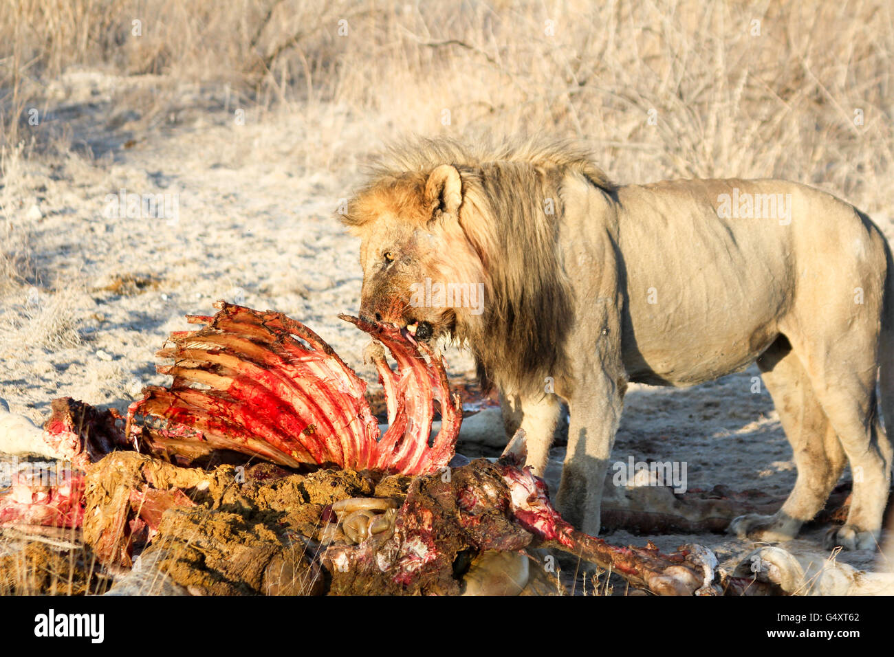 Namibia, Oshikoto, Etosha National Park, Old lion eating from dead giraffe, lion at giraffe cadaver Stock Photo