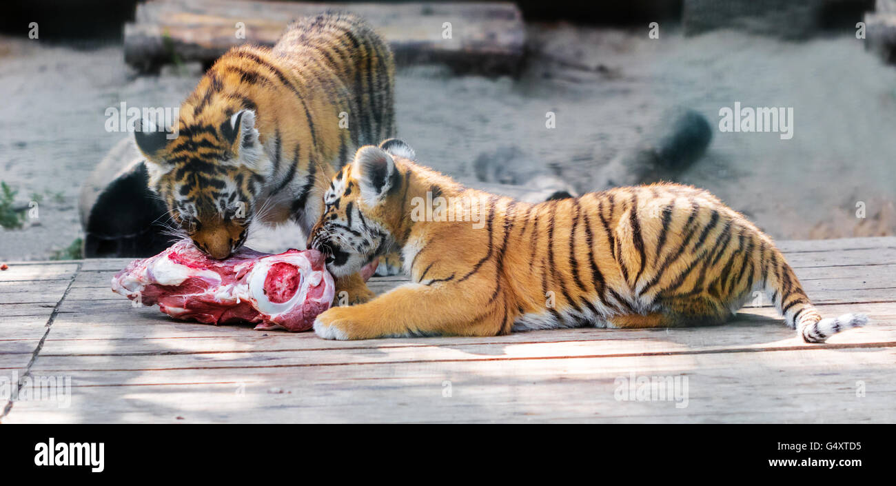 What 2024 tigers eat