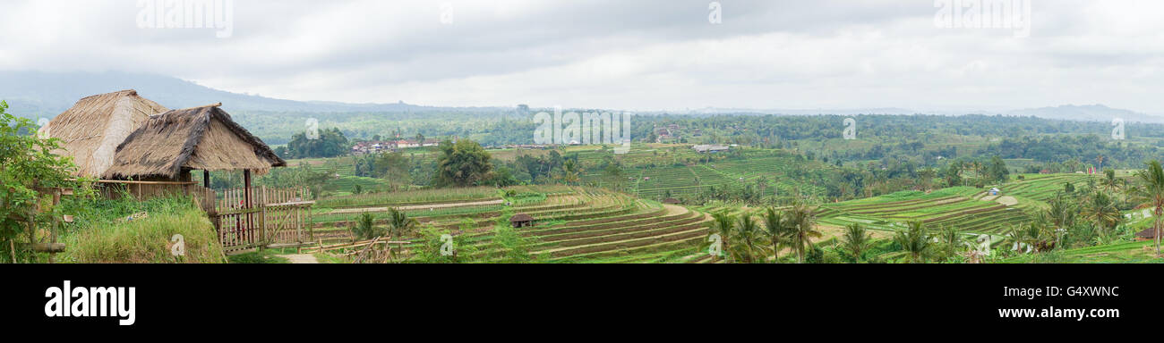 Tabanan Rise Field Indonesia, Bali, Tabanan, rice terraces, Panorama of the rice fields ...