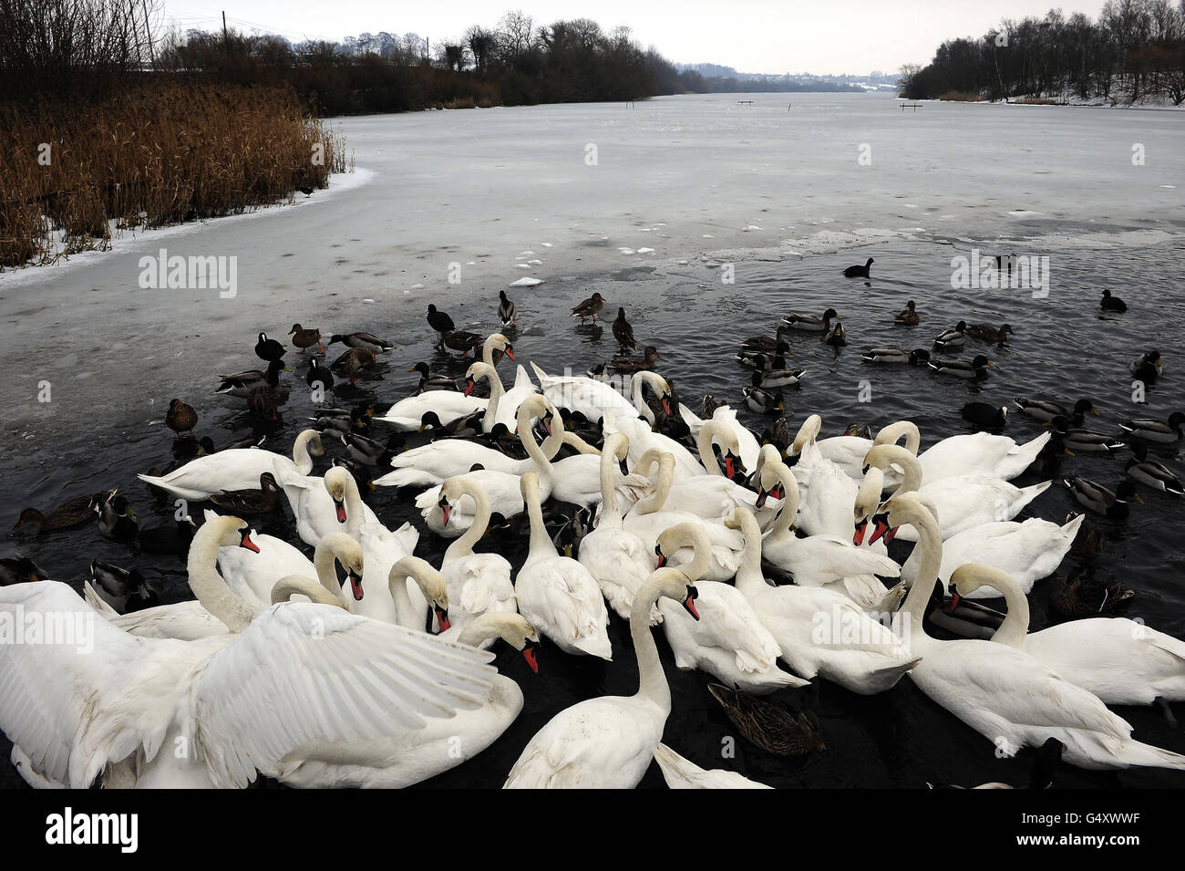Swans and ducks at the RSPB site in Fairburn Ings near Castleford, West Yorkshire, feed in a small area of open water as most of the lake is frozen as the severe winter weather continues in parts of the UK. Stock Photo