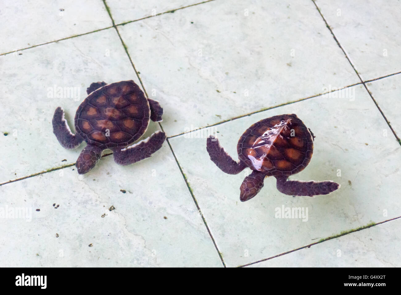 Indonesia, Nusa Tenggara Barat, Lombok Utara, On the Island of Pulau Gili Meno, Aquatic Turtles Stock Photo