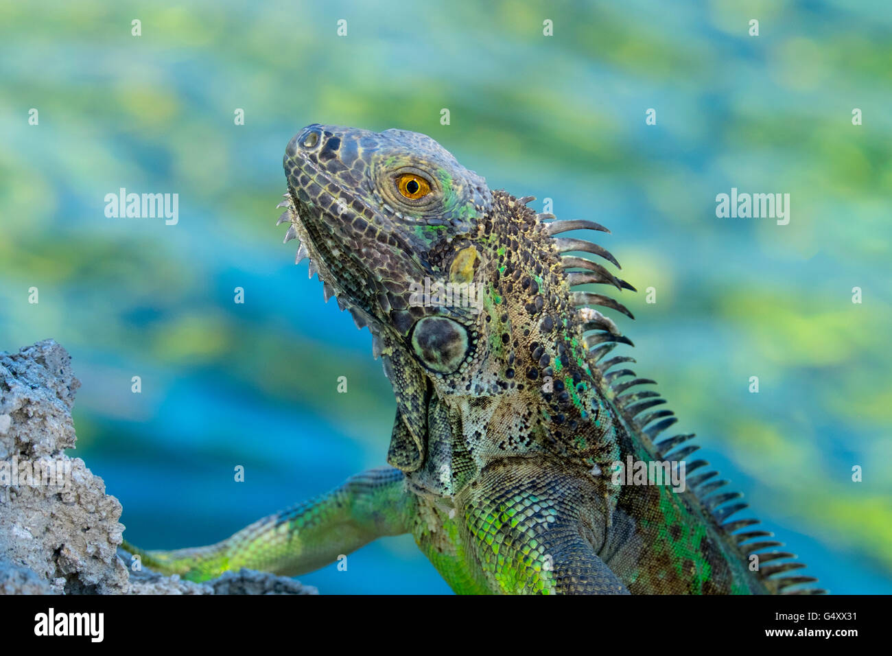 Green iguana against a blue, yellow and green blurred background in Grand Cayman Stock Photo