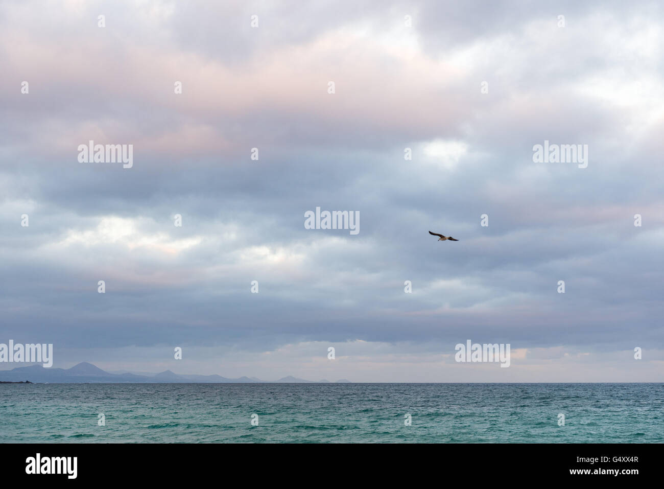 Spain, Canary Islands, Fuerteventura, A gull flies through the evening sky on the Spanish island of Fuerteventura Stock Photo