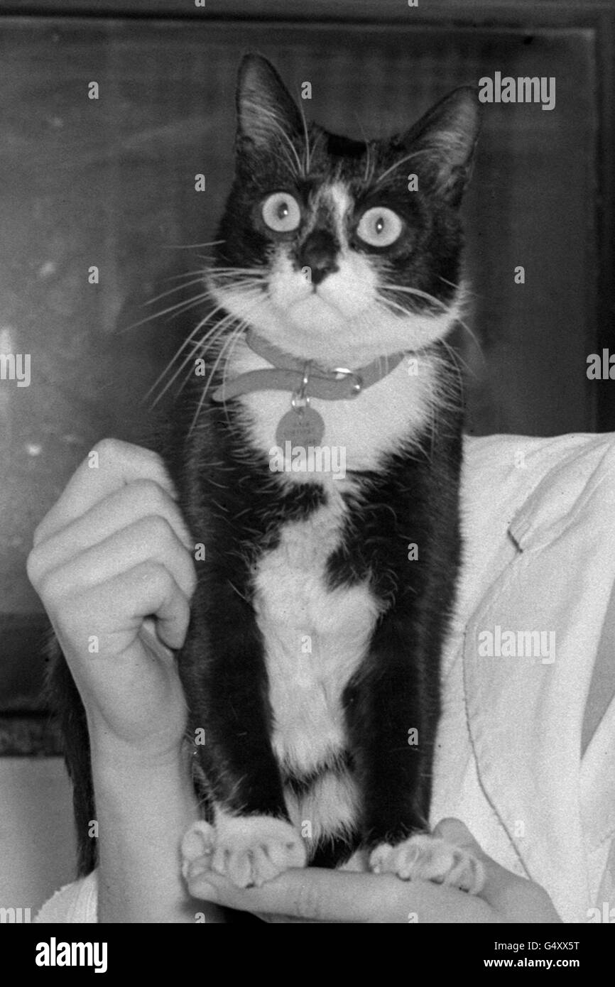 Animals - Ships Cat 'Simon' Awarded the Dickin Medal - Hackbridge Quarantine Kennels, Surrey Stock Photo