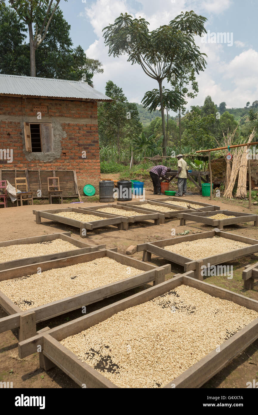 Coffee beans are sorted and dried on drying beds by farmers at a cooperative in Kasese District, Uganda. Stock Photo