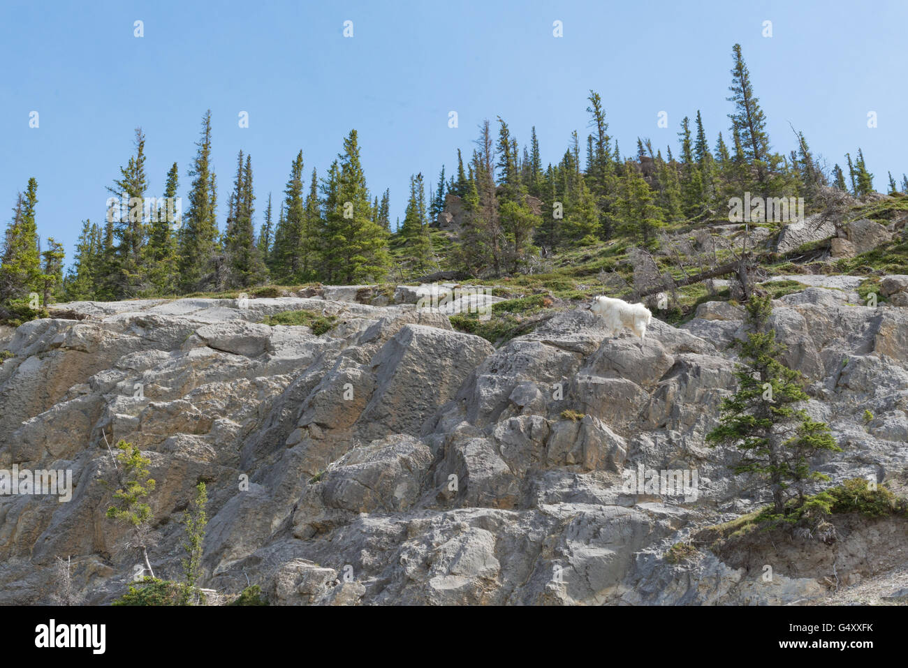 Canada, Alberta, Jasper National Park, A white mountain goat climbs on the rock Stock Photo