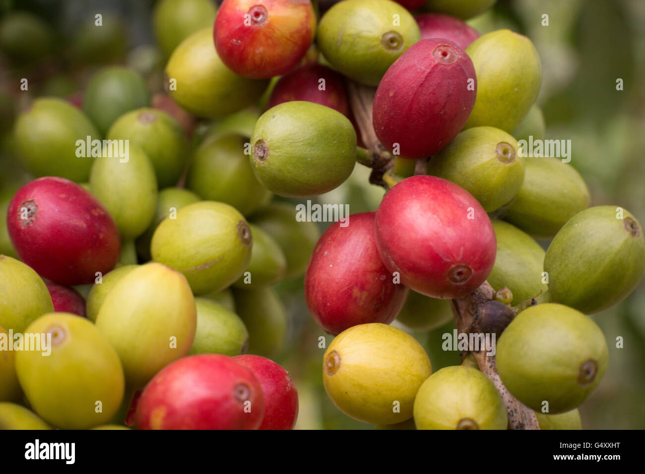 Fresh coffee cherries grow on the tree in Kasese District, Uganda Stock