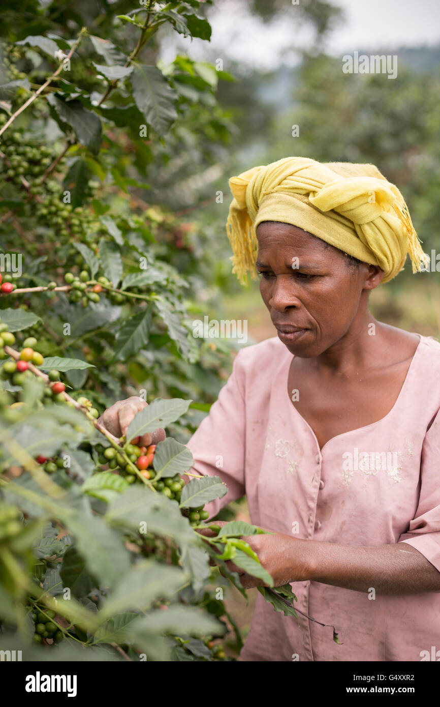 Coffee cherries are harvested from a farm in the Rwenzori Mountains, Uganda, East Africa. Stock Photo