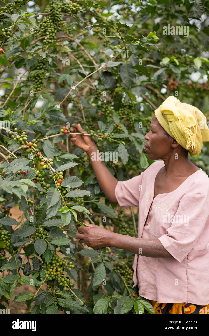 Coffee cherries are harvested from a farm in the Rwenzori Mountains, Uganda, East Africa. Stock Photo