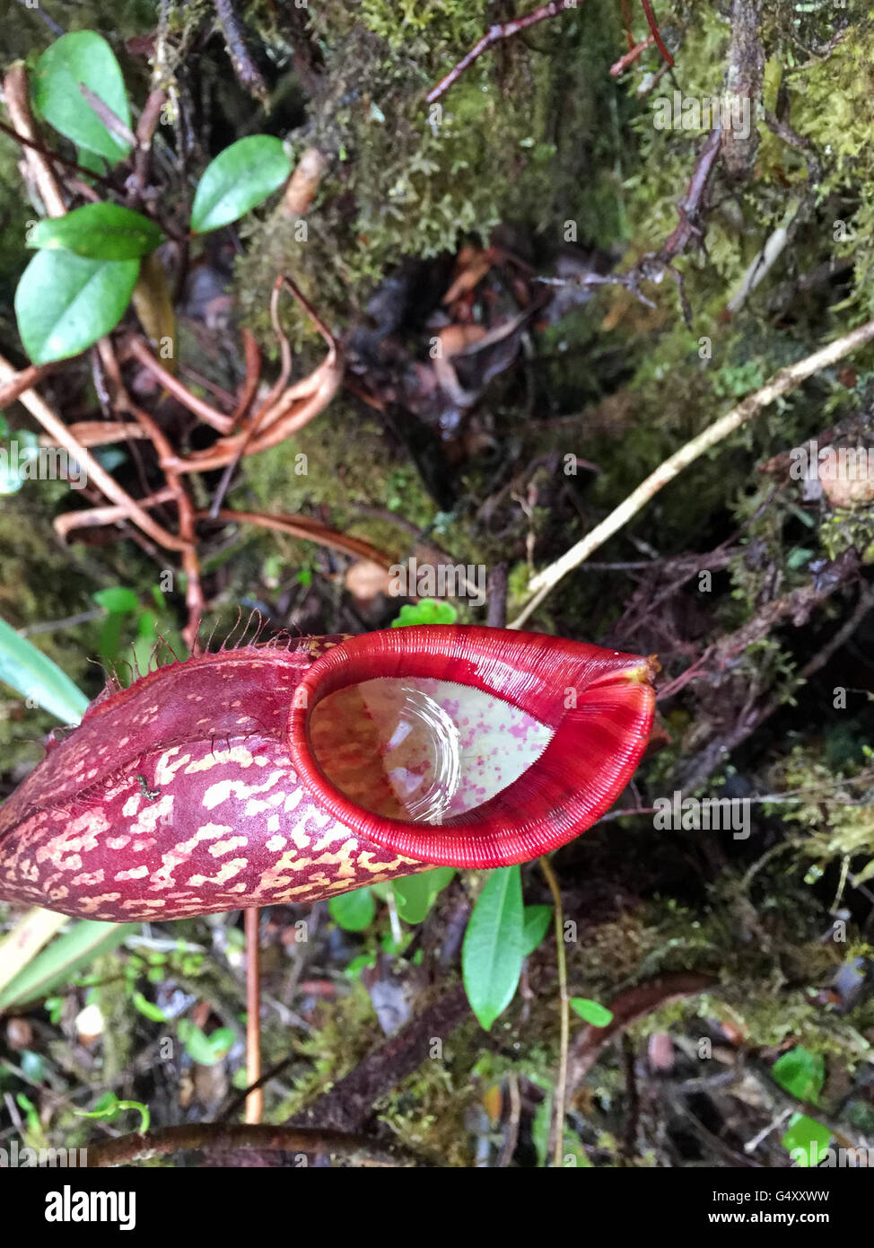 Malaysia, Pahang, Carnivorous Plant in the Moosy Forrest of the Cameron Highlands Stock Photo