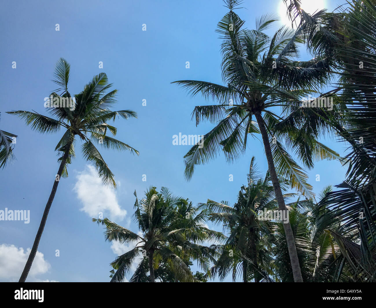Indonesia, Bali, Gianyar, Palmwedel under blue sky Stock Photo