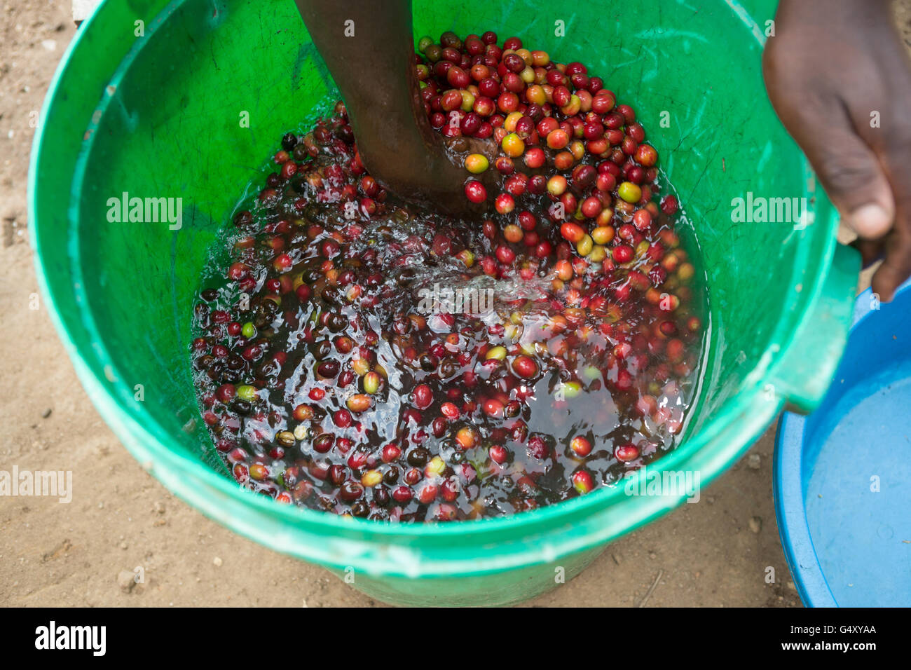 Coffee cherries are washed before being processed at a small coffee producer in Kasese, Uganda. Stock Photo