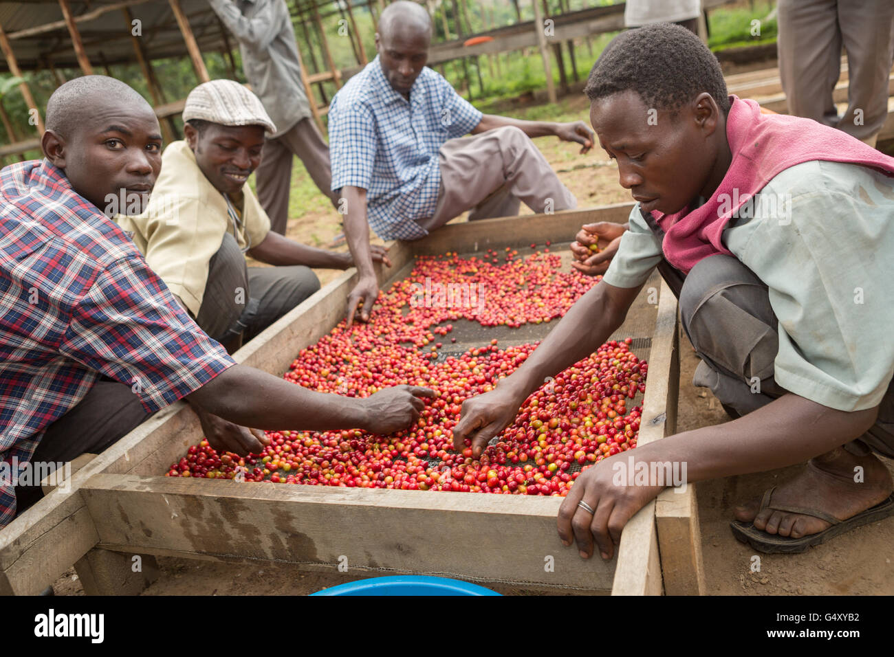 Freshly harvested coffee cherries are brought to a farmer's cooperative for sorting and quality check in Uganda. Stock Photo