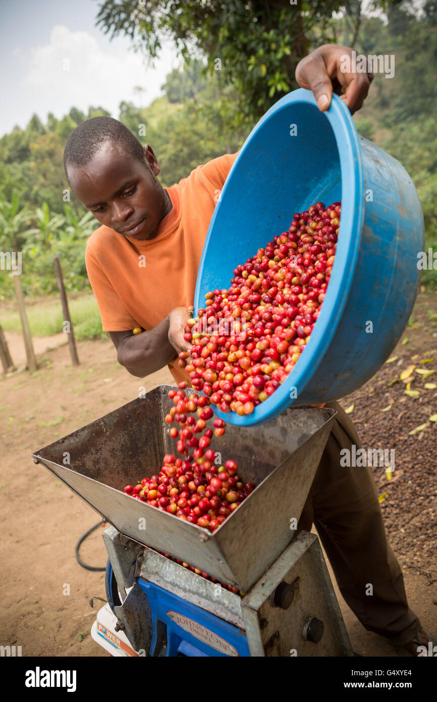 A farmer pours freshly-harvested coffee cherries into a mechanized pulper at a processing station in Kasese District, Uganda. Stock Photo