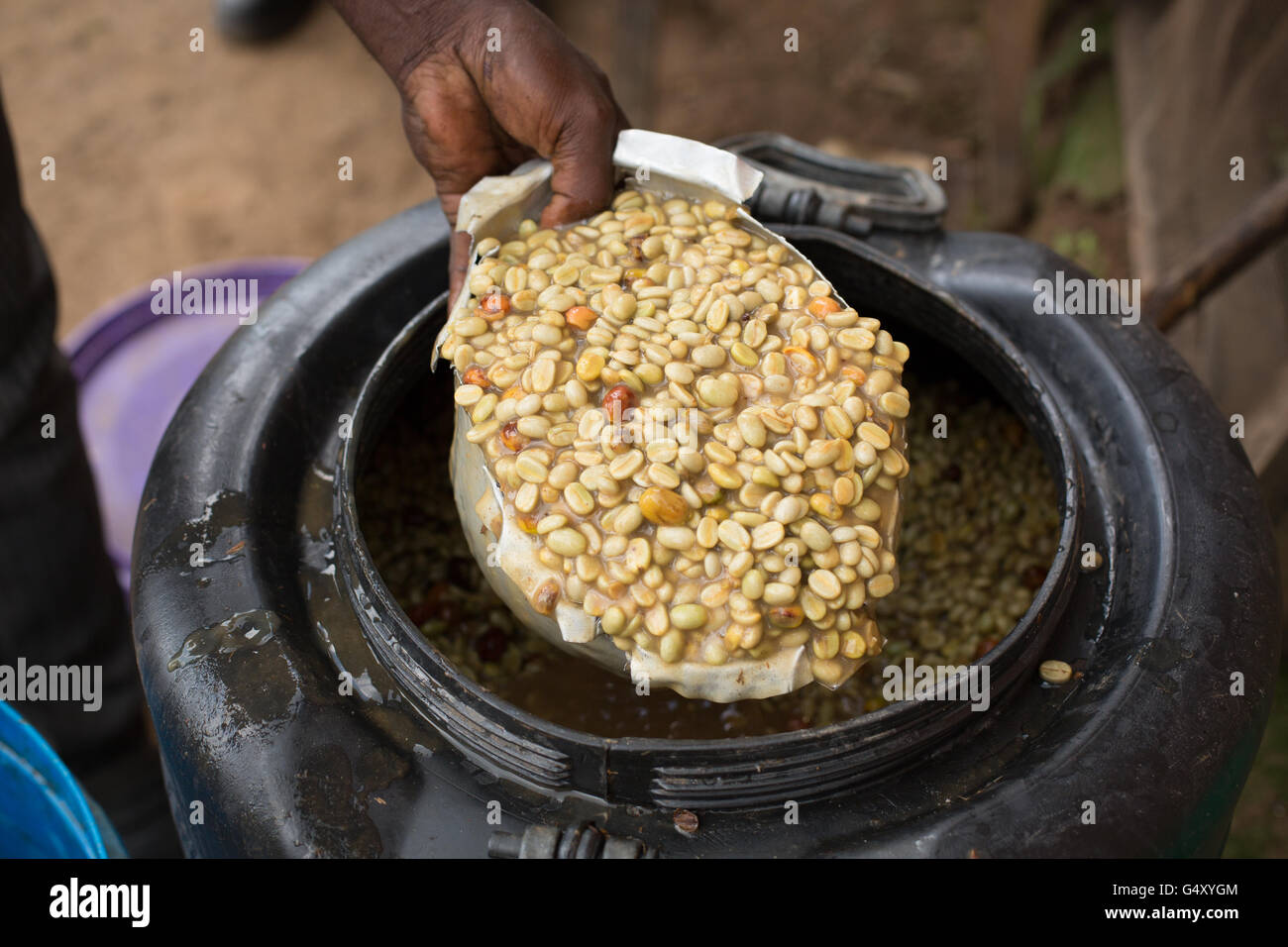 A worker stirs coffee beans in a fermentation tank at a small coffee producer in Kasese, District, Uganda. Stock Photo