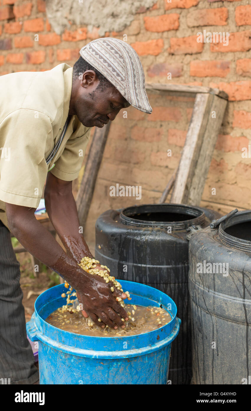 A worker washes fresh coffee beans as they're removed from fermentation tanks at a small coffee producer in Kasese, Uganda. Stock Photo