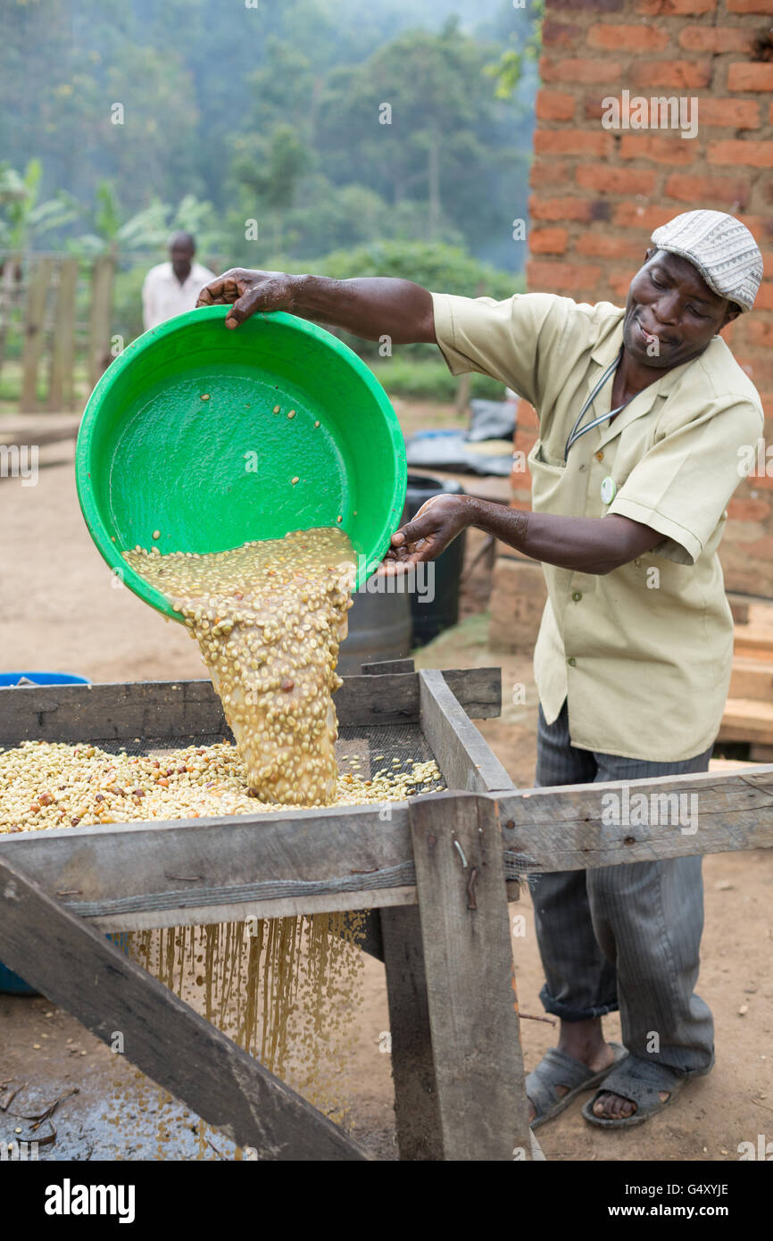 Workers wash fresh coffee beans as they're removed from fermentation tanks at a small coffee producer in Kasese, Uganda. Stock Photo