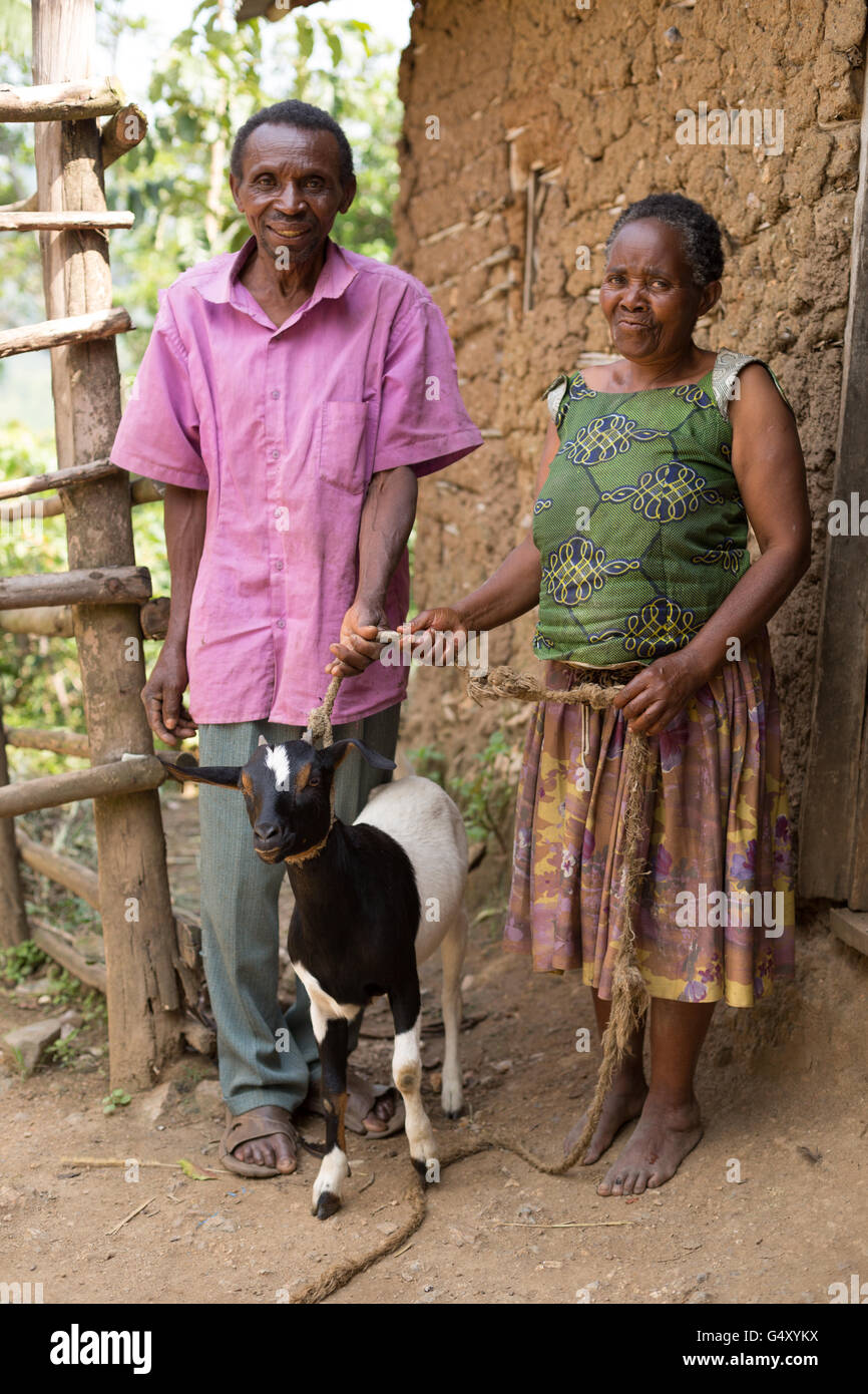 Goats are reared by a family in Kasese District, Uganda, East Africa