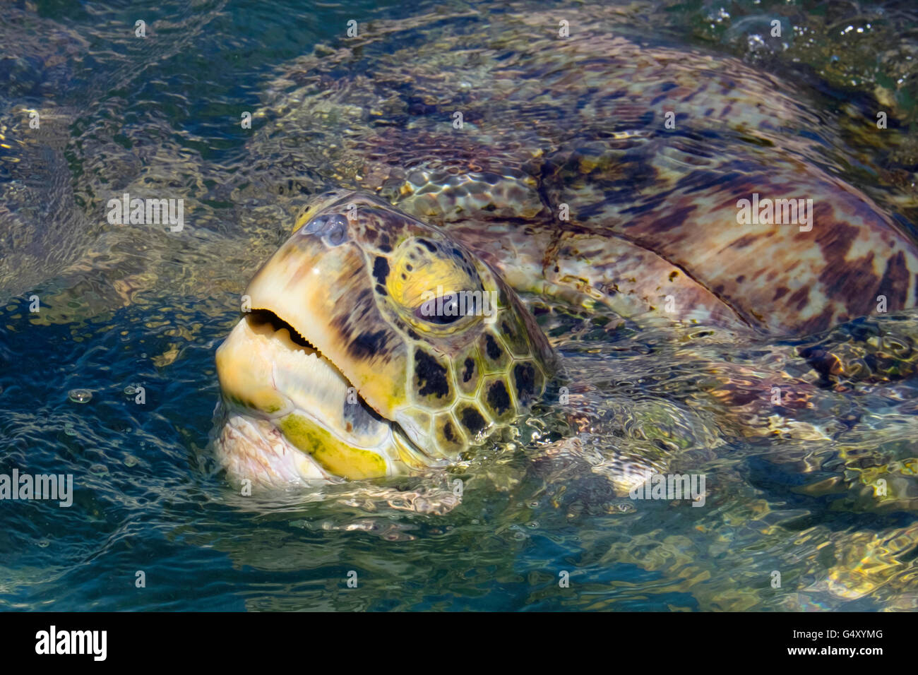 Large green turtle breaking water with a subtle oil painting effect Stock Photo