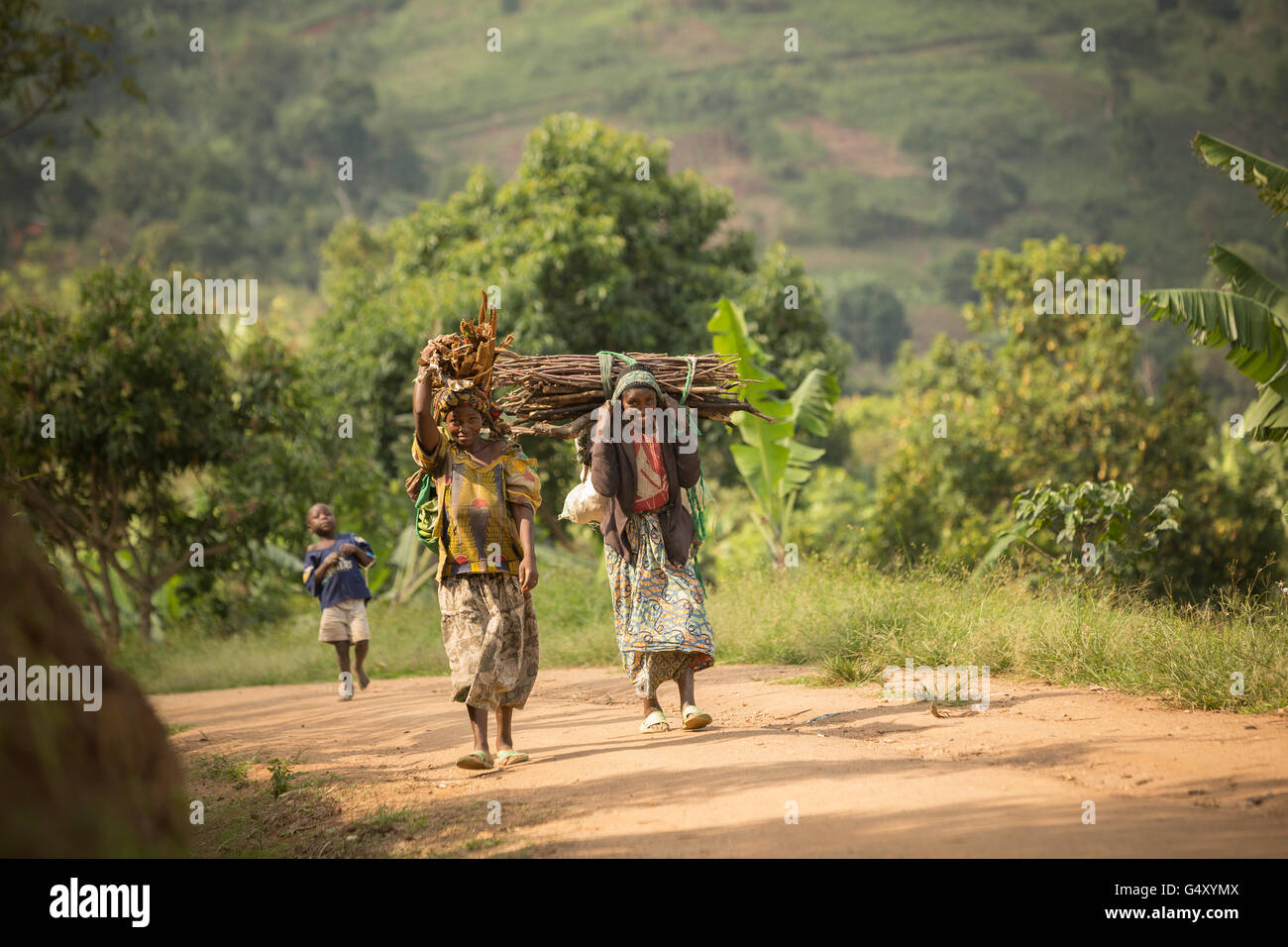 Women carry firewood down a rural village lane in the foothills of the Rwenzori Mountains on the DRC / Uganda border. Stock Photo