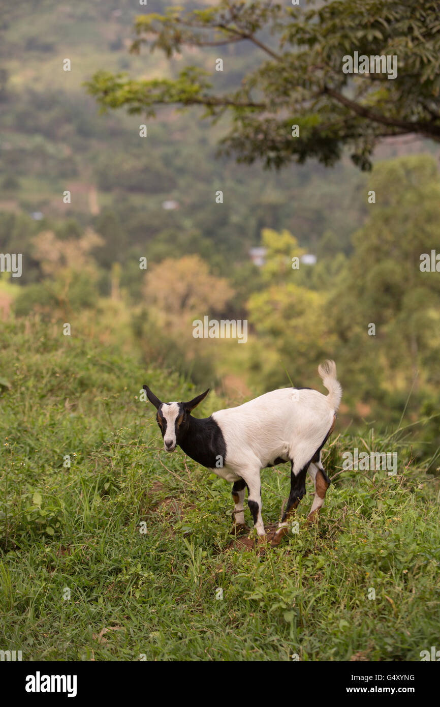 Goats are reared in Kasese District, Uganda, East Africa. Stock Photo