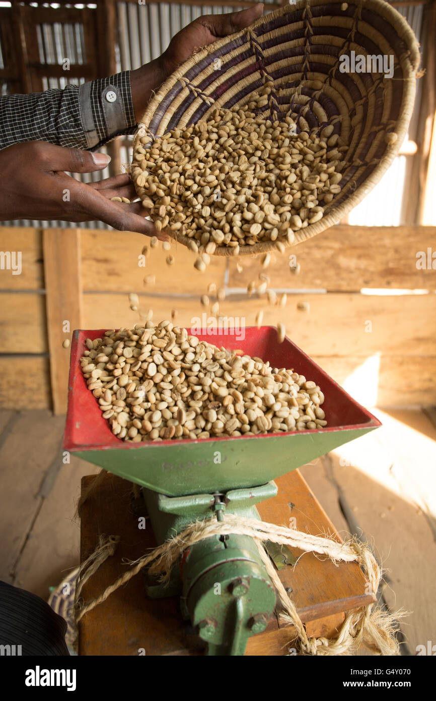 Unroasted coffee is hulled in a sample huller in Kasese, Uganda, East